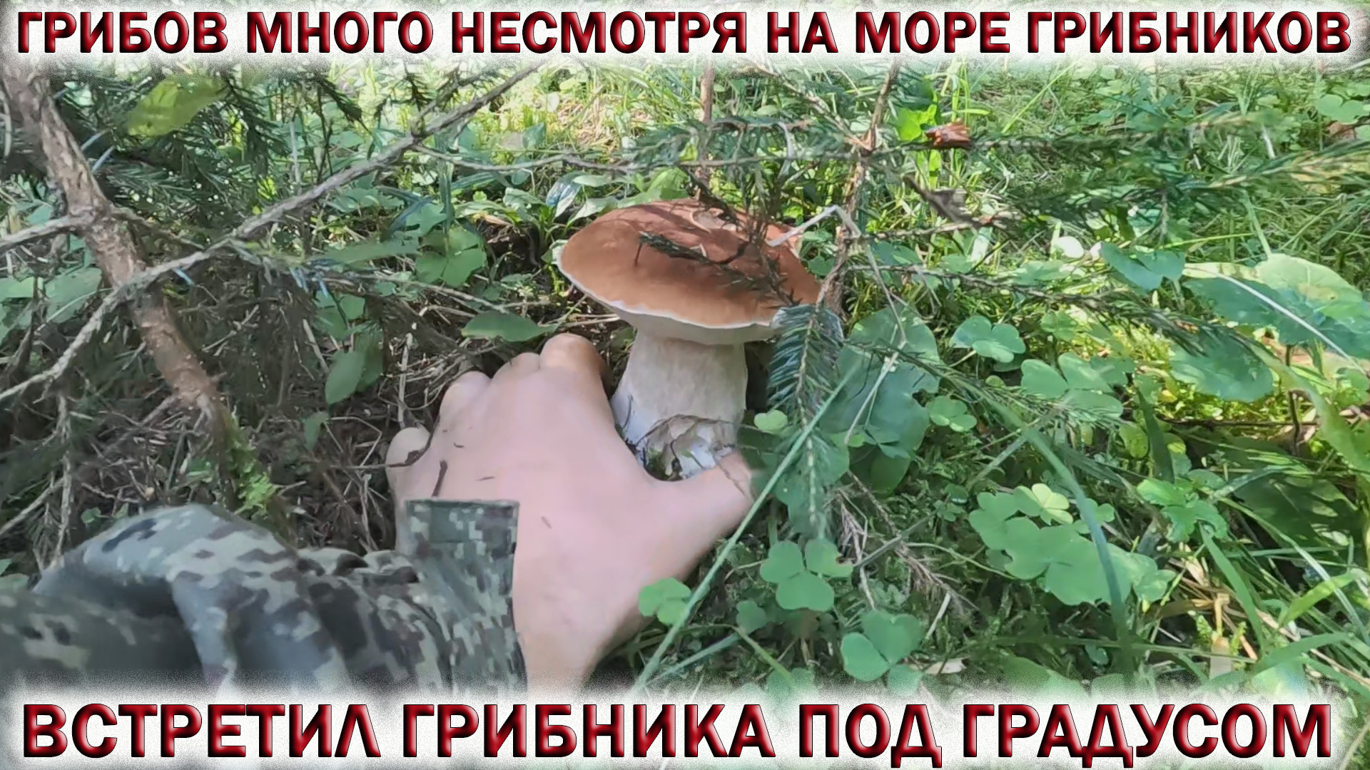 ?ГРИБОВ МНОГО несмотря на МОРЕ ГРИБНИКОВ?ВСТРЕТИЛ ГРИБНИКА под ГРАДУСОМ.?Грибы в сентябре 2023?
