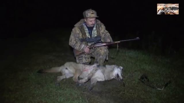 Охота на волка. Нападение волков на село