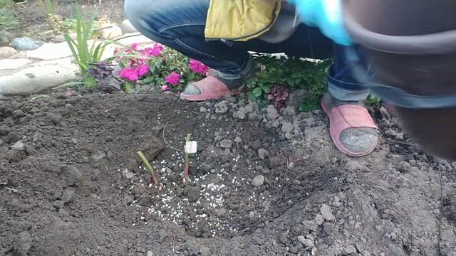 ПОСАДКА ПИОНОВ ОСЕНЬЮ.КАК ПРАВИЛЬНО ПОСАДИТЬ ПИОН И ЧТО НАДО ЗНАТЬ .