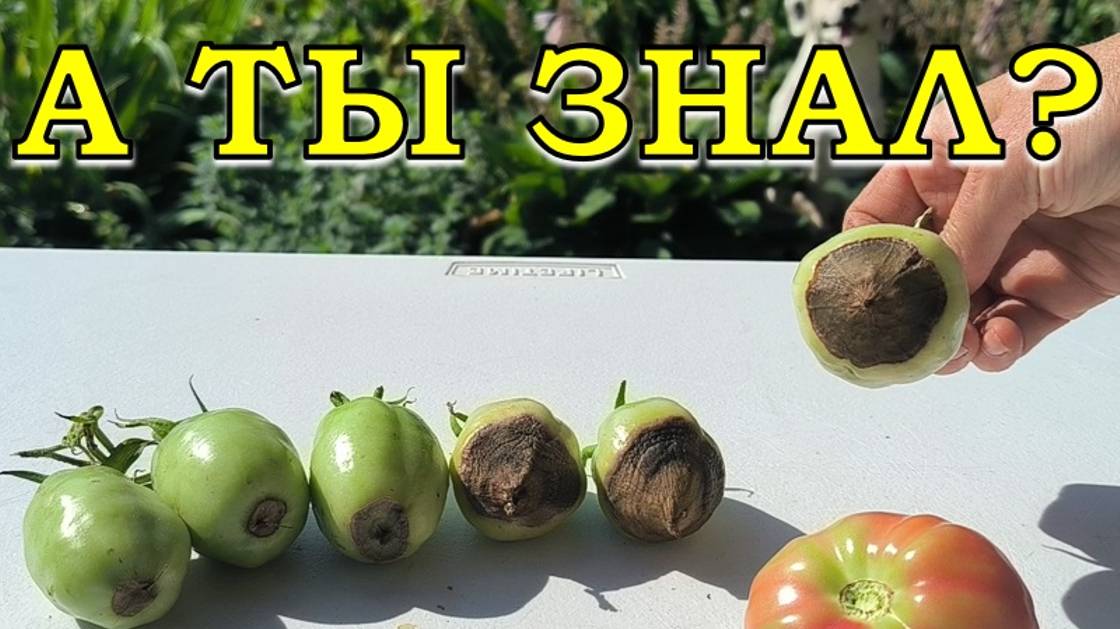 ВЕРШИННАЯ ГНИЛЬ: почему возникает и как бороться🔥🔥🔥