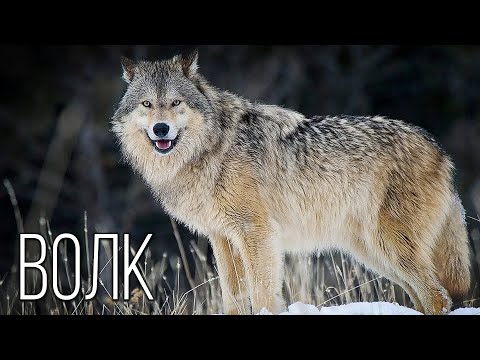 ?Интересные факты про волка