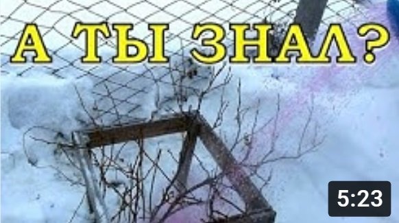 СМОРОДИНУ КИПЯТКОМ! Зачем, когда, как?!???