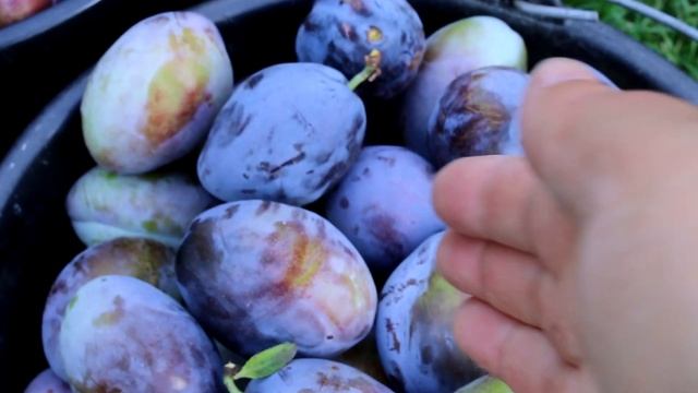 Заготовки из сливы на зиму: если у вас есть сливы, обязательно приготовьте такой чернослив на зиму!
