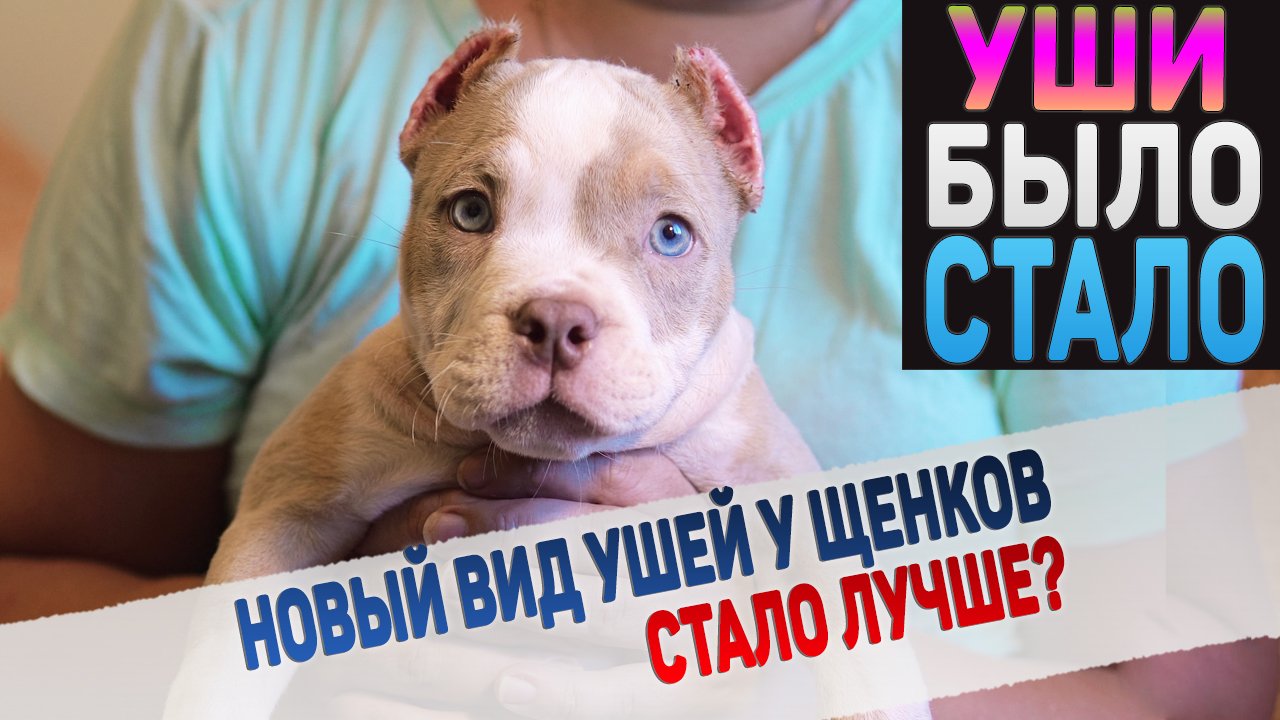Купирование ушей собакам. Как снимать швы у щенков?
