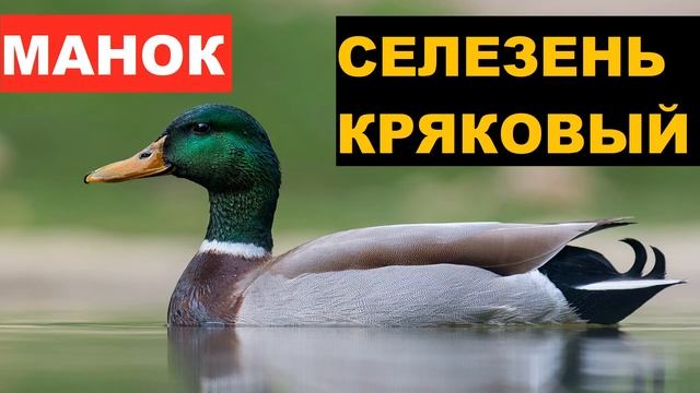 ?ЗВУК (ГОЛОС) УТКА СЕЛЕЗЕНЬ КРЯКОВЫЙ