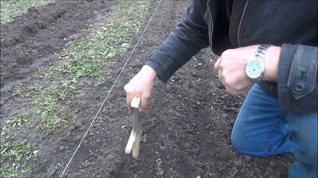 ПРАВИЛЬНАЯ посадка ЧЕСНОКА ОСЕНЬЮ (под зиму). Делюсь ВСЕМИ СЕКРЕТАМИ!