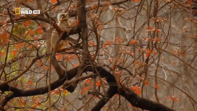 #11. Тайны дикой природы Индии. Бенгальский тигр. Nat Geo Wild