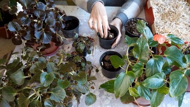 БЕГОНИЯ. Пробуждаем после зимнего хранения.
