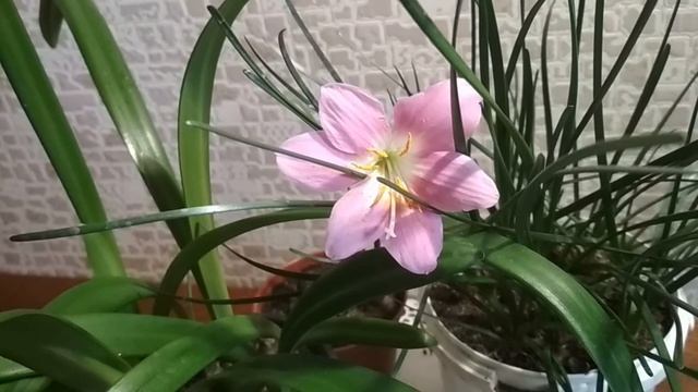 Зефирантес - уход и цветение в домашних условиях.//Zephyrantes-care and flowering at home.//