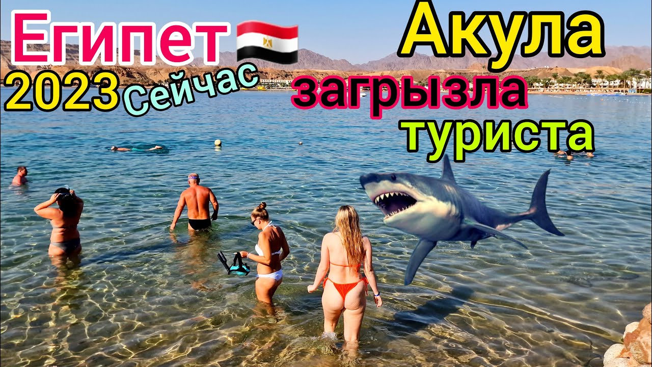 Акула Съела Туриста В Египте Ужас На Курорте Хургада Как Это Случилось Что С Акулой Новости