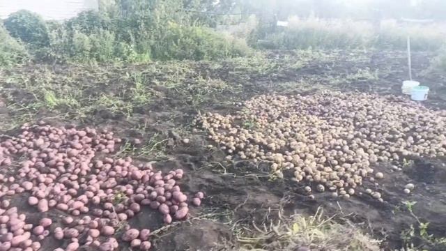 Копаем картошку