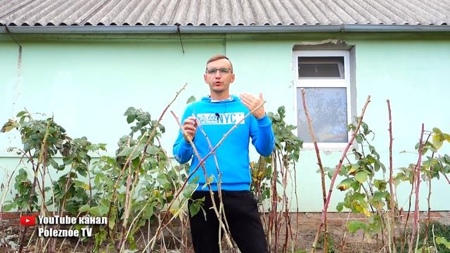 ОБ ЭТОМ МНОГИЕ НЕ ЗНАЮТ КОГДА ЛУЧШЕ ОБРЕЗАТЬ МАЛИНУ ОСЕНЬЮ ИЛИ ВЕСНОЙ