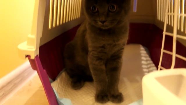 КОТЕНОК БАТТЕРС СЪЕЛ МИНИ ЛЕНТУ? ЕМУ ПЛОХО? ЧТО СЛУЧИЛОСЬ? МЫ РАССТРОЕНЫ | КОТЕНОК ВИДЕОБЛОГЕР