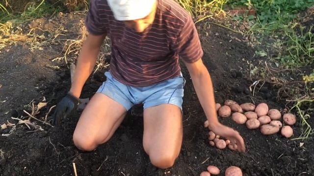Картофель Сарпо Мира. Новогодний выпуск.
