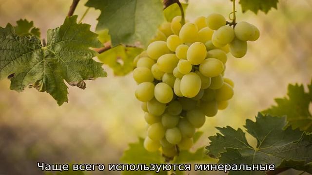 На какой год плодоносит виноград после посадки