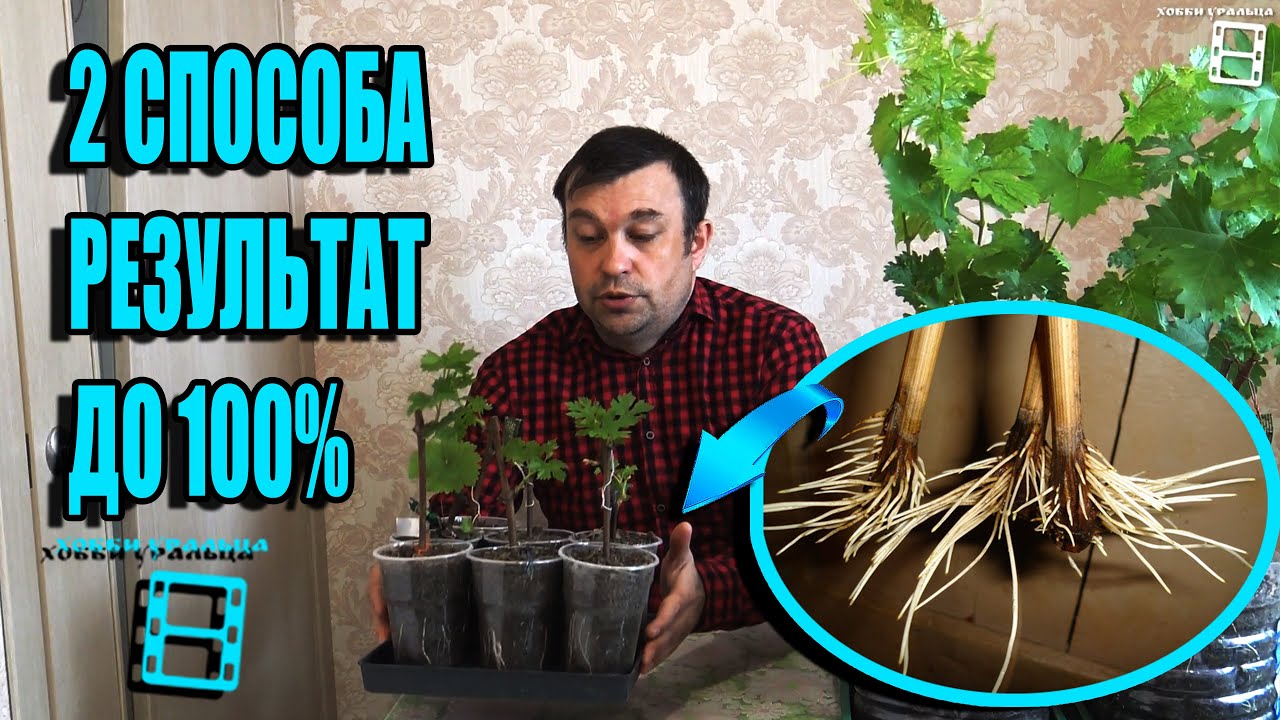 2 СУПЕР СПОСОБА УКОРЕНЕНИЯ ЧЕРЕНКОВ ВИНОГРАДА ДОРОГИХ СОРТОВ. СЕВЕРНЫЙ ВИНОГРАДНИК 21-3