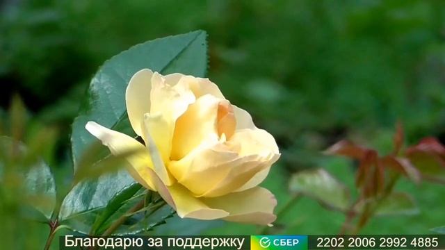 Исцеление от недержания мочи Для женщин Настрои Сытина Г.Н.