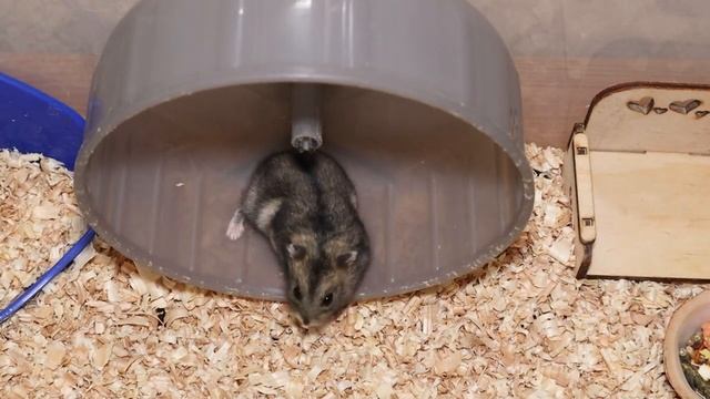 Джунгарский хомяк - уход и содержание. Как ухаживать за джунгарским хомяком