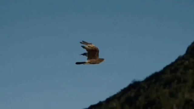 Звук орла. Крик орла. The sound of an eagle.