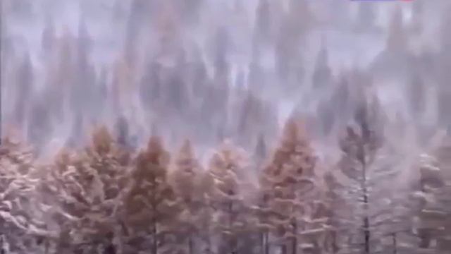Жизнь в далекой тайге Отшельники тайги Из цикла ¦Таежная романтика¦