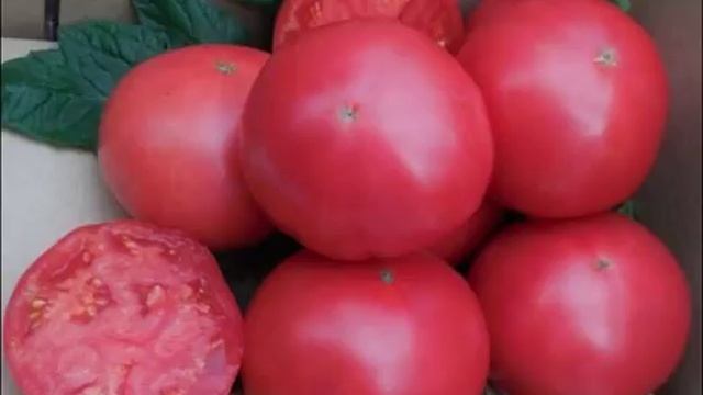 Томат «Китайский розовый» -характеристика томата