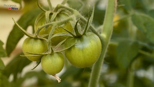 Когда Лучше Срывать Томаты С Куста Зелеными Или Ждать Пока Покраснеют? Как Дозревать Помидоры?