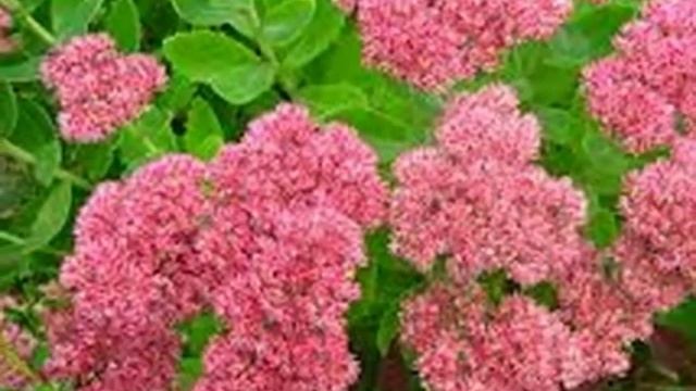 #Очиток видный #седум ? простой способ размножения