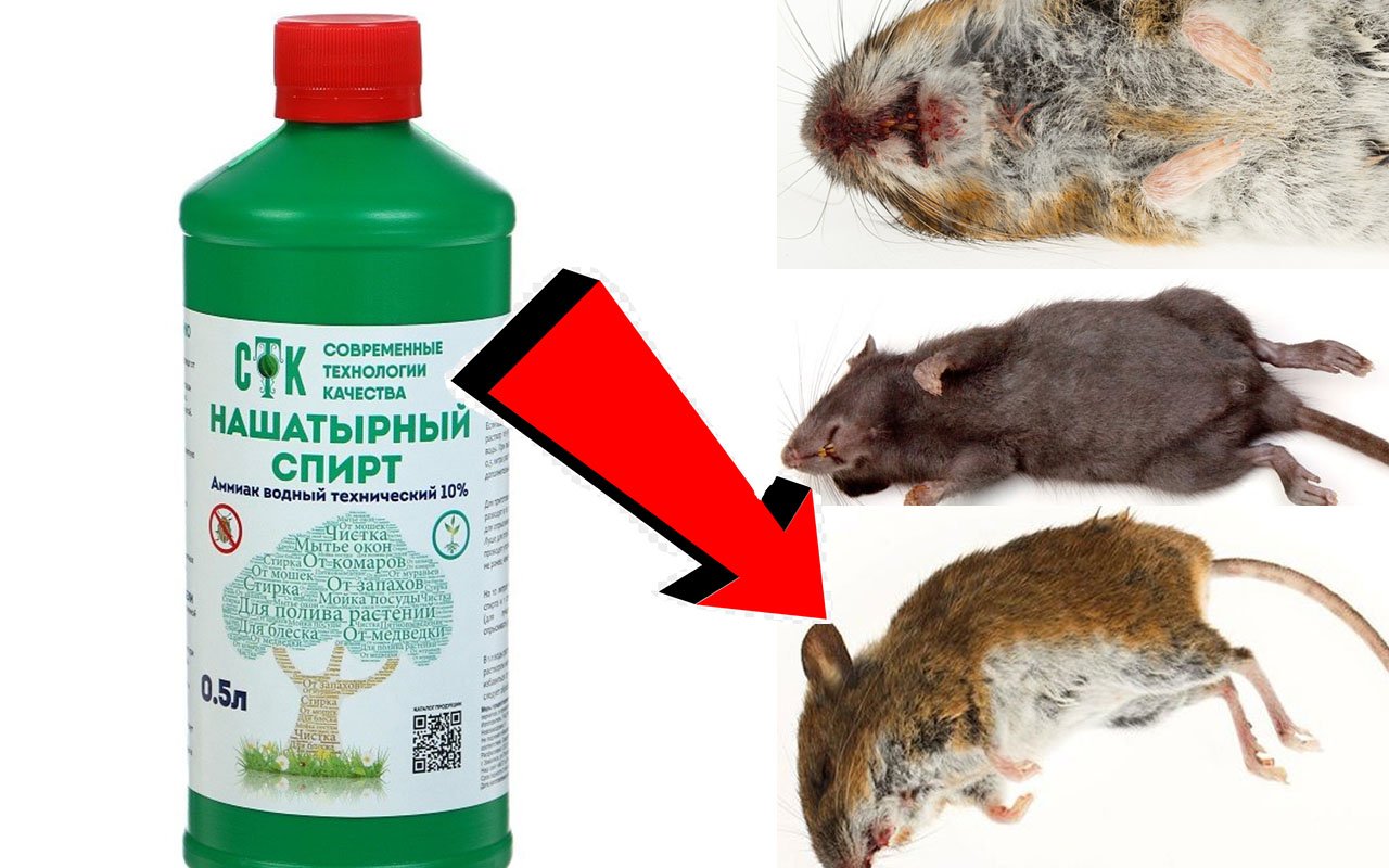 Как избавиться от мышей в квартирах  За 3 Секунды!