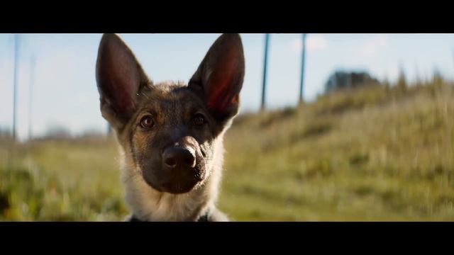 Собачья жизнь (2017) HD
