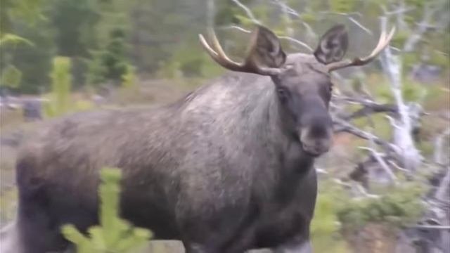 Гон лося, звуки издаваемые быком.