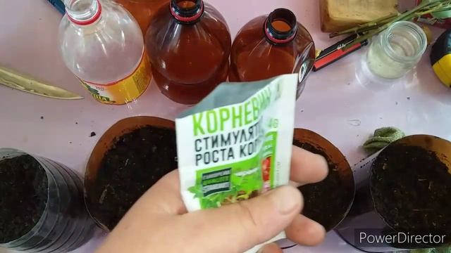Самый Простой Способ Вырастить Розу из Черенка/Черенкуем Розы Летом//Черенкование Роз/Корневин