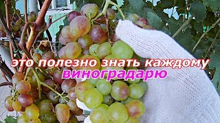Почему вянут грозди винограда.Полезные советы виноградарям и садоводам. mp4