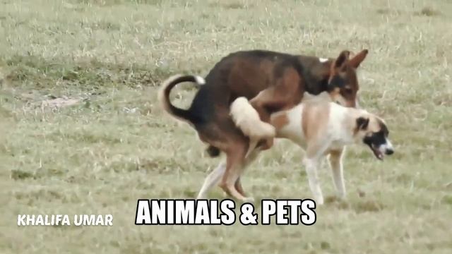 Animal Mating Crossing Dog, Lion, Horse, Monkey, Duck, Donkey - Compilation