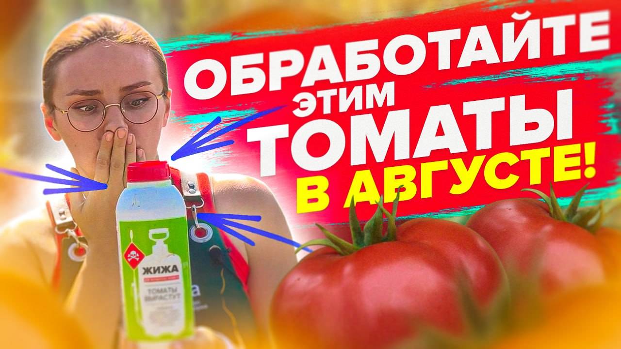 ЧТО ДЕЛАТЬ С ТОМАТАМИ В АВГУСТЕ?