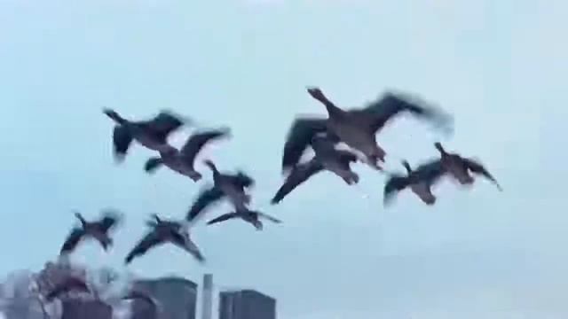 НОЧНАЯ ПТИЦА К Никольский Воскресение
