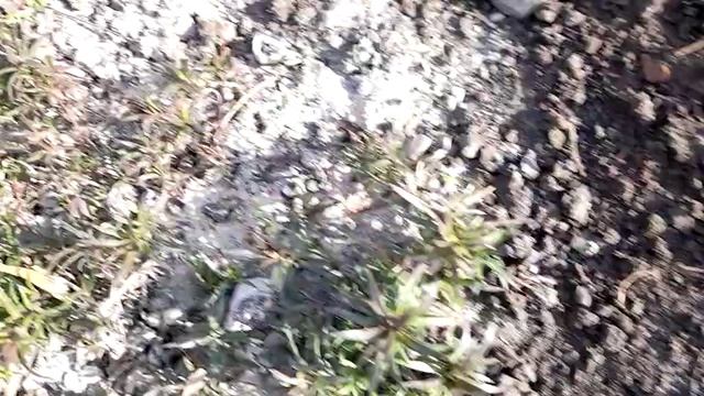 #шиловидныйфлокс #осенью /Как подготовить шиловидный флокс ( лат. phlox subulata) к зиме на Урале.