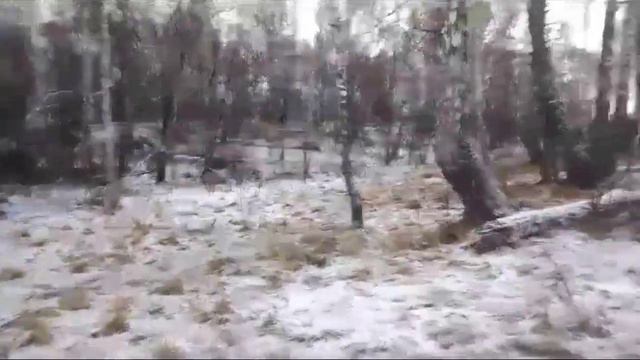 Охота на зайца с русскими гончими