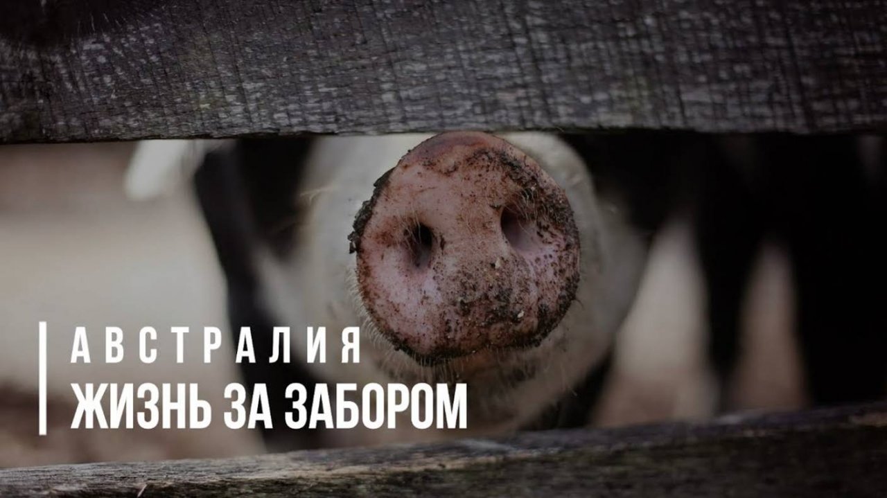 АВСТРАЛИЯ: ЖИЗНЬ ЗА ЗАБОРОМ