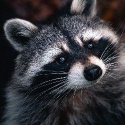 Юрий Енот