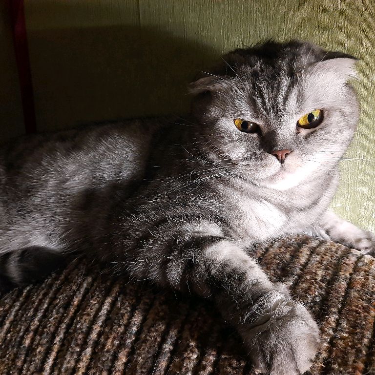 Кот дивергент