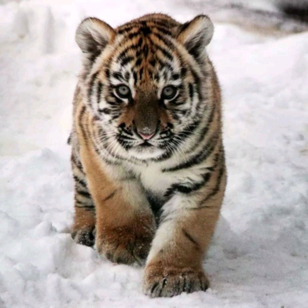 ZOV)