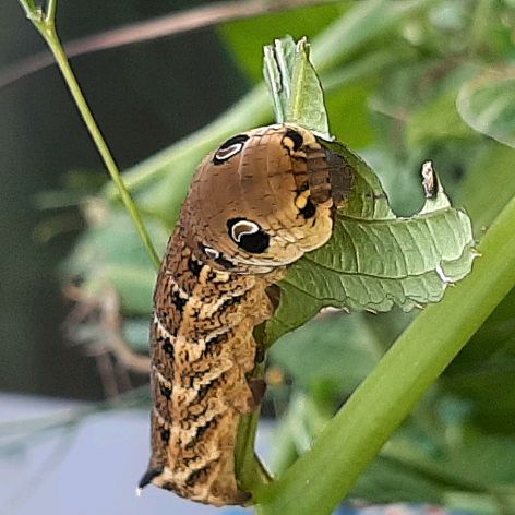 Виталий
