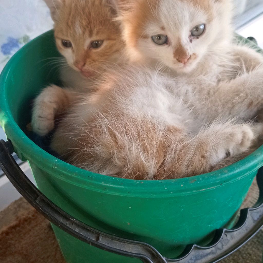Коть
