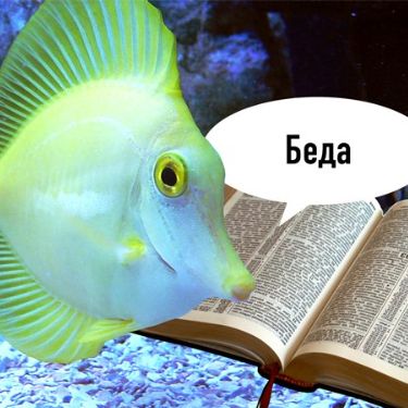 Бри