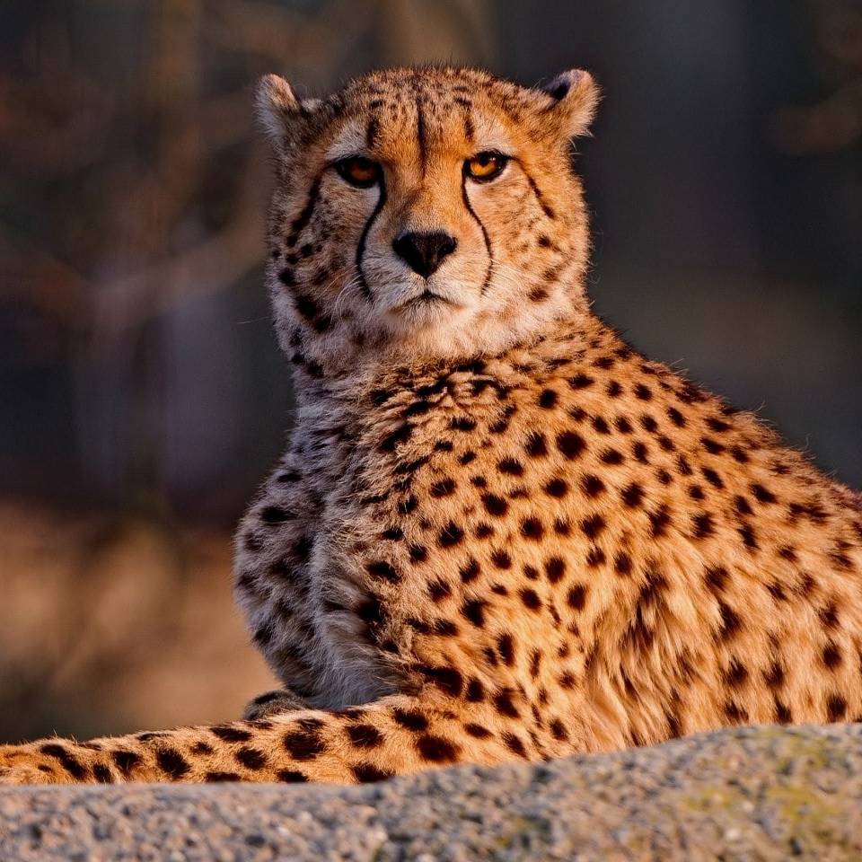 GEO WILD