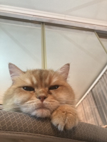 Belka