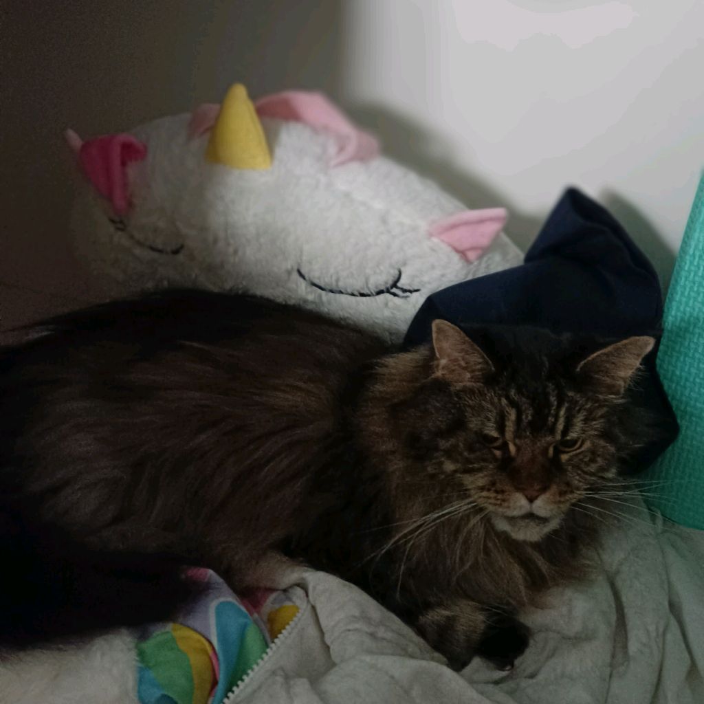 Кошка фира