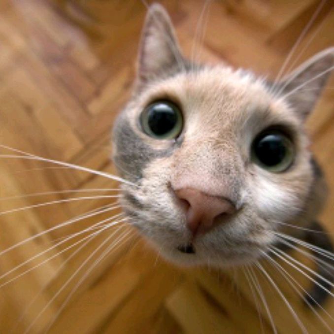 Смешные котики