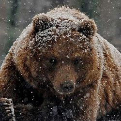 РУССКИЙ МИР И ГЕОПОЛИТИКА