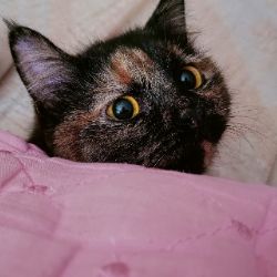 Vasilissacat